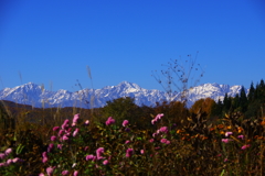 霊峰・北アルプスとしずくpinkの秋花