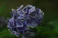 しずくblue　静かなひとときの中で
