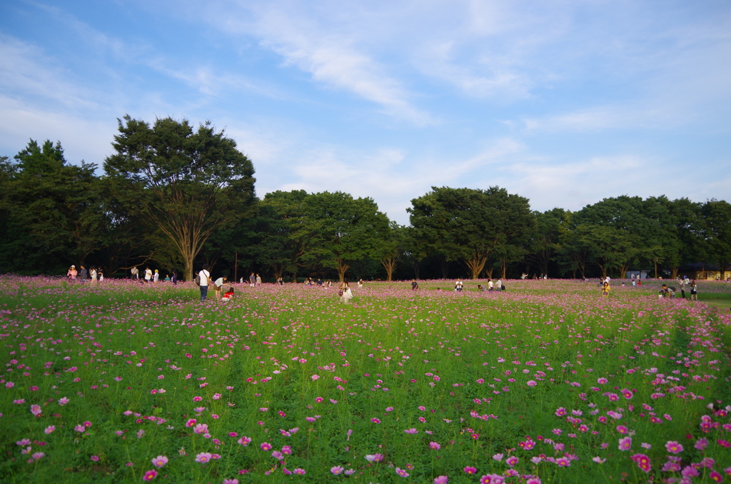 碧空の下で愉しむコスモス畑♫