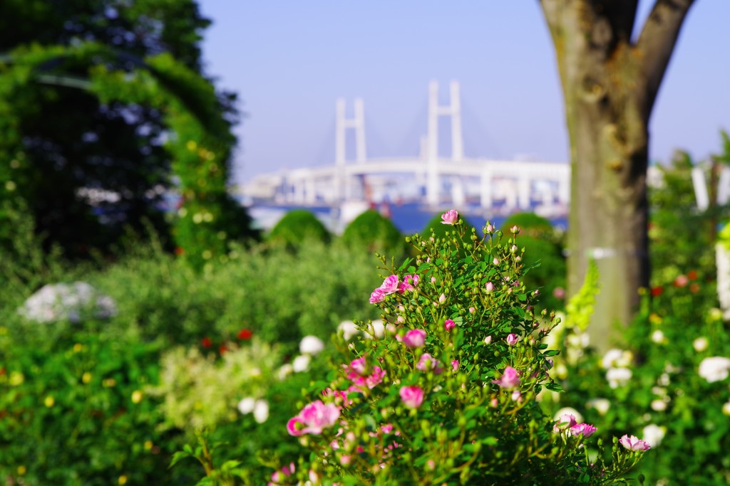 薔薇と眺める風景～ベイブリッヂ～