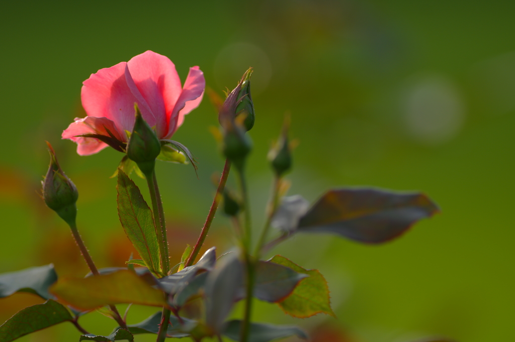 明日を夢見て•*¨*•.¸¸♬