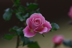 しずくpink　やさしい微笑みをあなたへ・・・♡