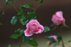 しずくpink　やさしい微笑み