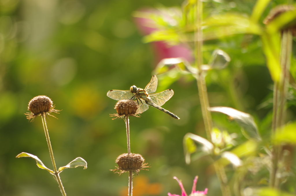 gardenでちょっとひとやすみ♫