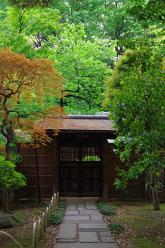 新緑香る靖泉亭