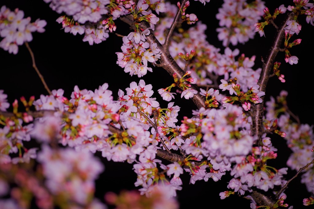 夜桜☆。.:＊・゜一緒に見ませんか？