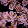 夜桜☆。.:＊・゜一緒に見ませんか？