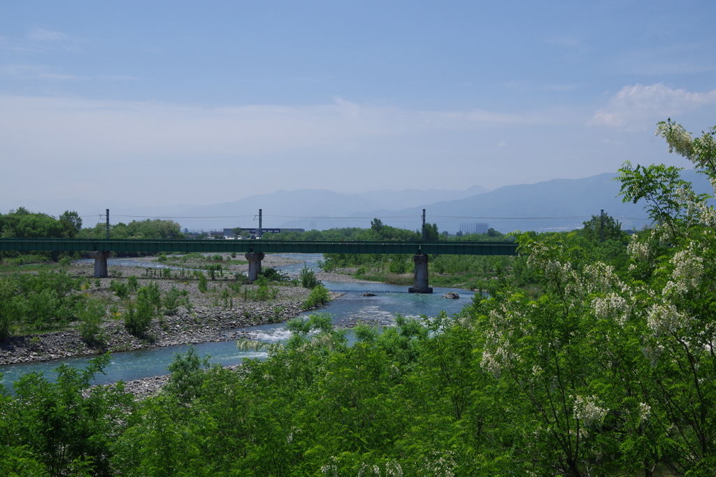 アカシアの花咲く初夏の安曇野