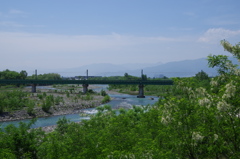アカシアの花咲く初夏の安曇野