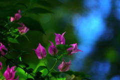 情熱の花・碧空に憧れて・・・