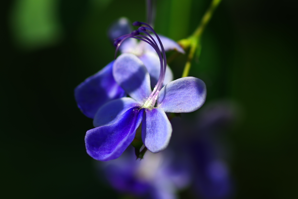 しずくblue　Butterflyflower