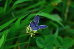 しずくblue　あなたのそばで・・・