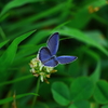 しずくblue　あなたのそばで・・・