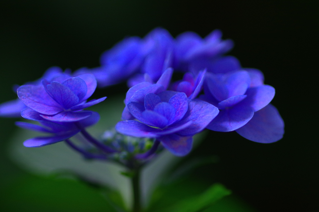 Blue Velvet