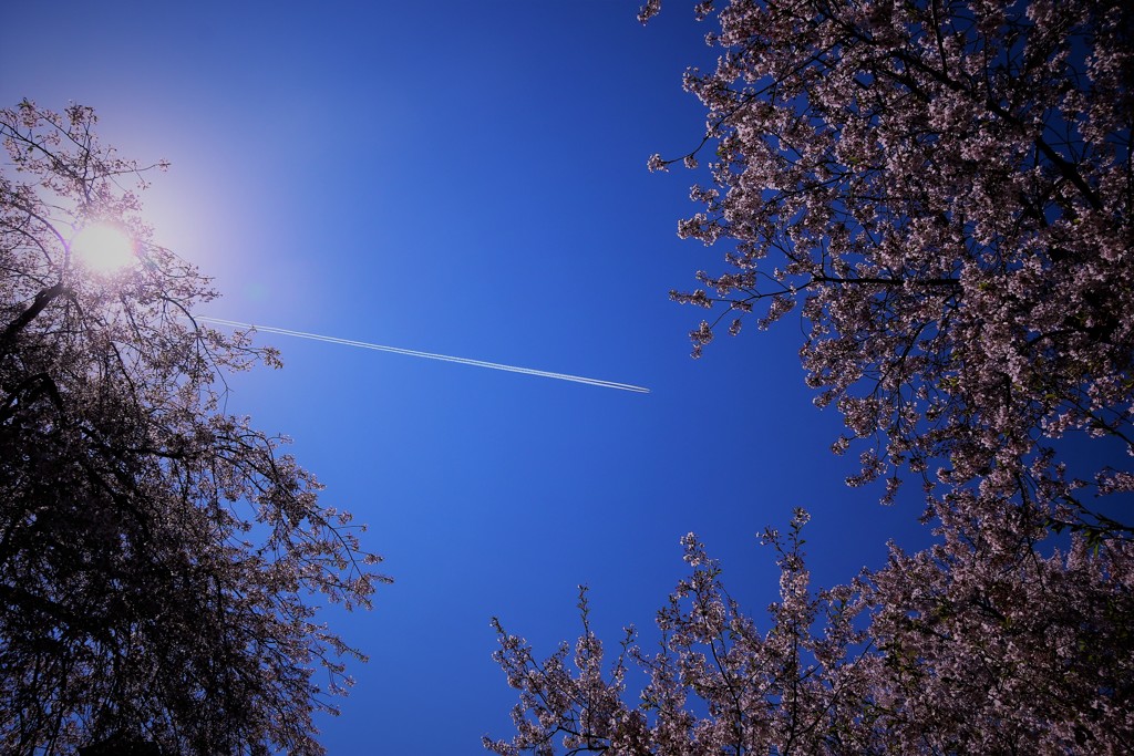 桜contrail♪。.:＊・゜