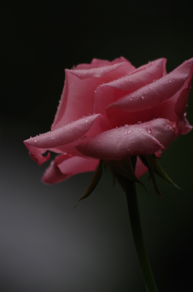 雨も時にはうれしいの♪・・・しずくpinkの薔薇2