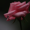 雨も時にはうれしいの♪・・・しずくpinkの薔薇2