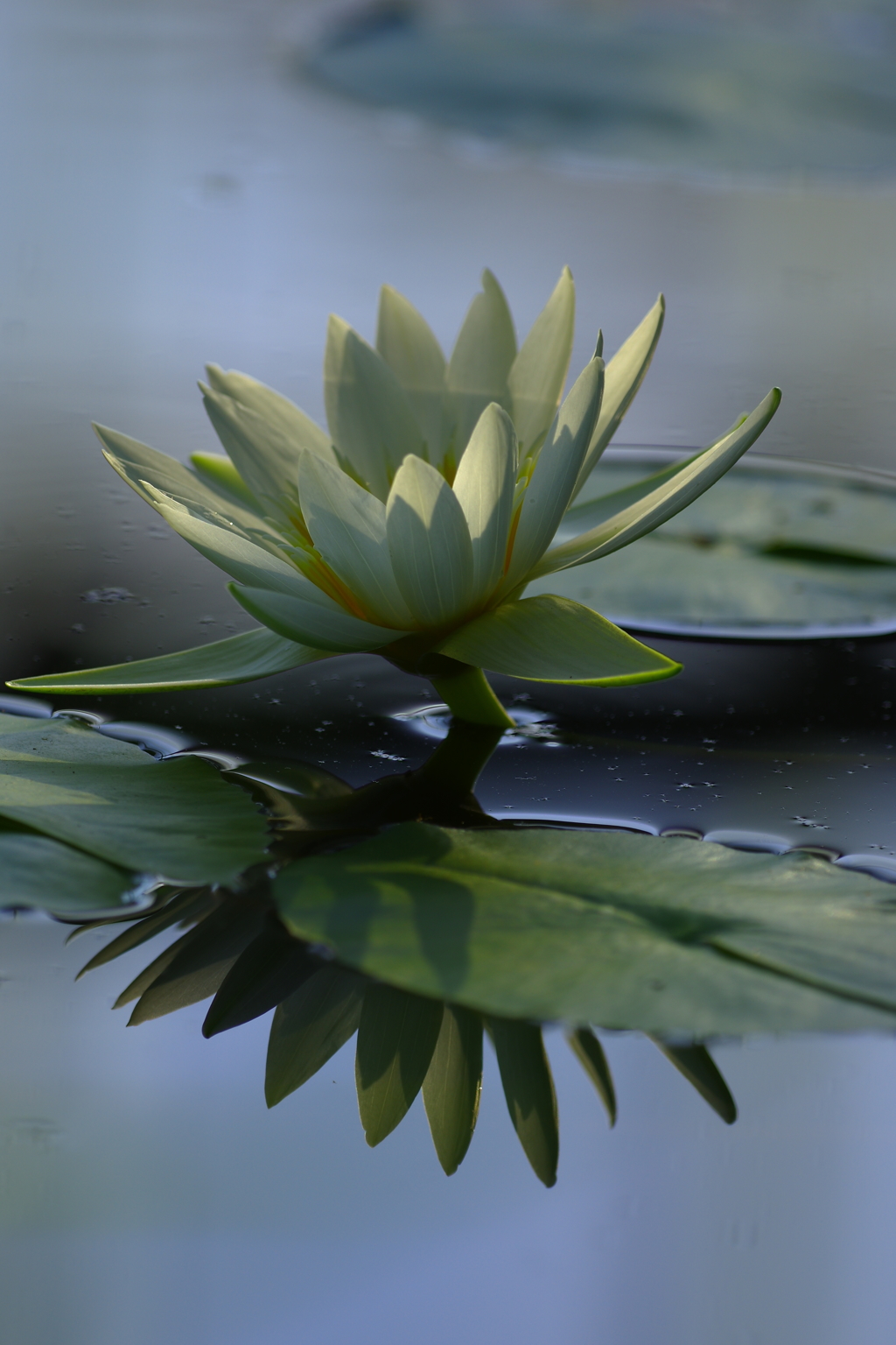 眩い光の中で，゜．：。＋゜