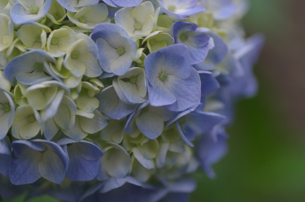 誕生花♡