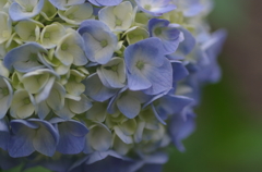 誕生花♡