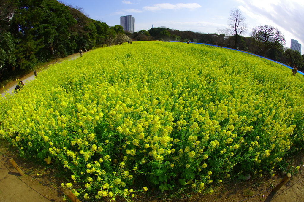 菜の花畑でつかまえて～♬