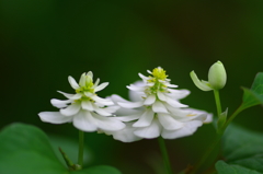 duet・華麗なる舞