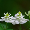 duet・華麗なる舞