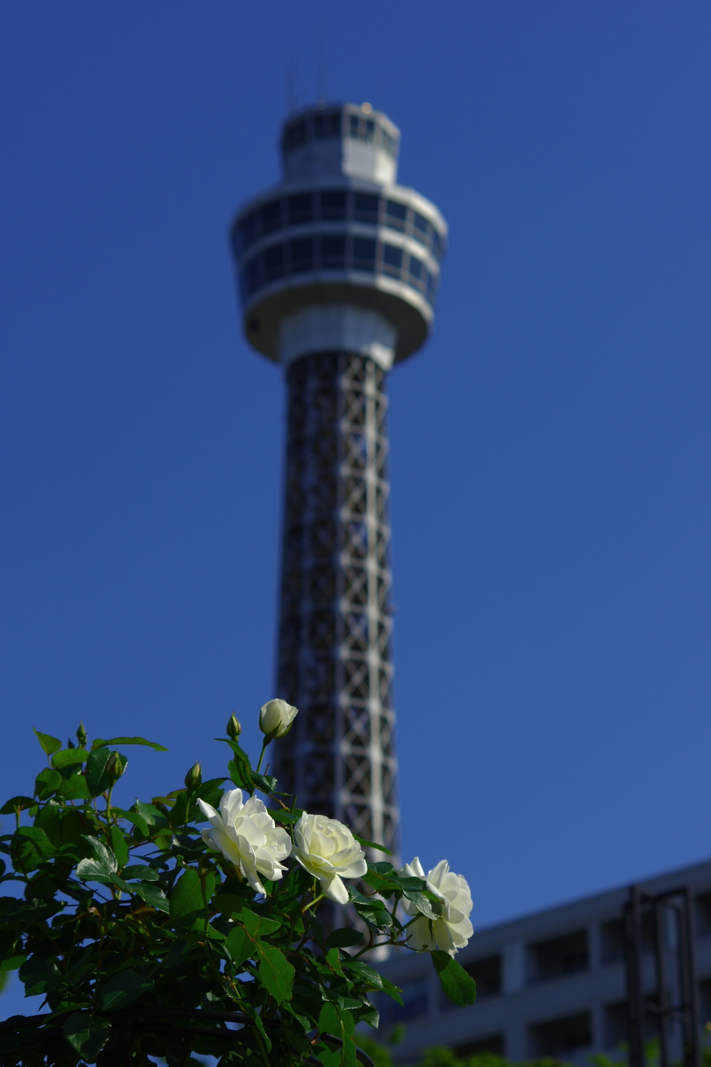 しずblueの碧空に咲く　white rose