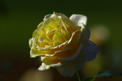 Good　night，゜．：。＋゜
