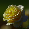 Good　night，゜．：。＋゜
