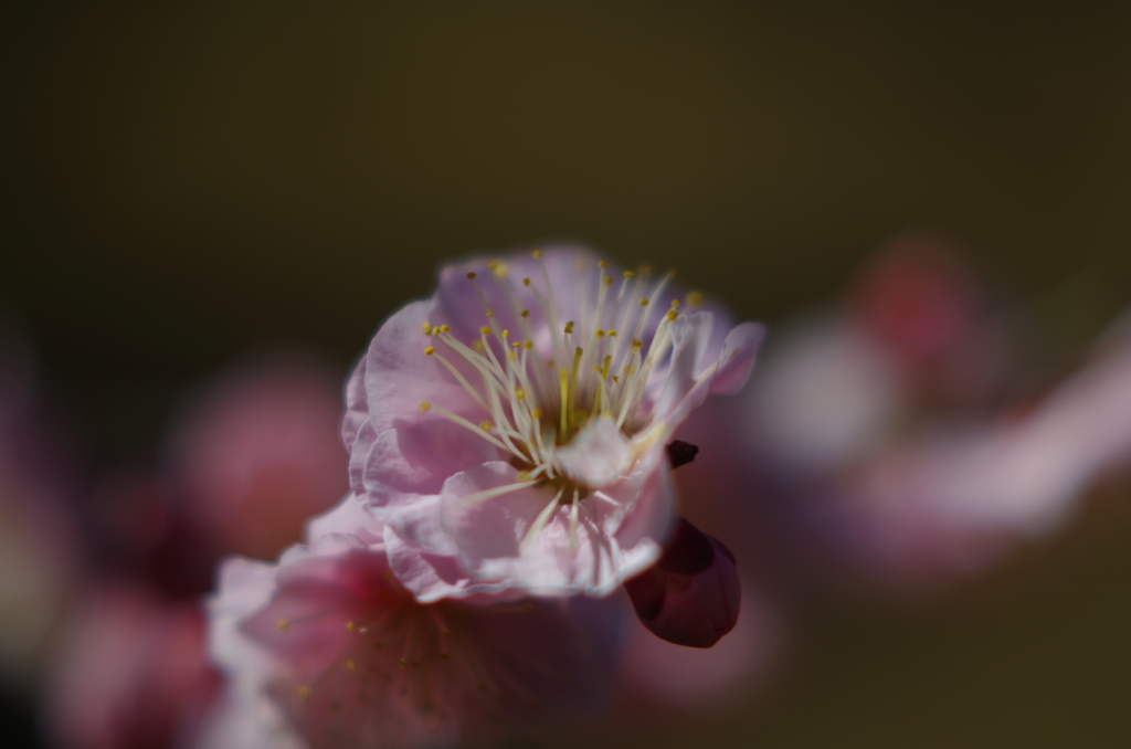 しずくpink　夢見心地。