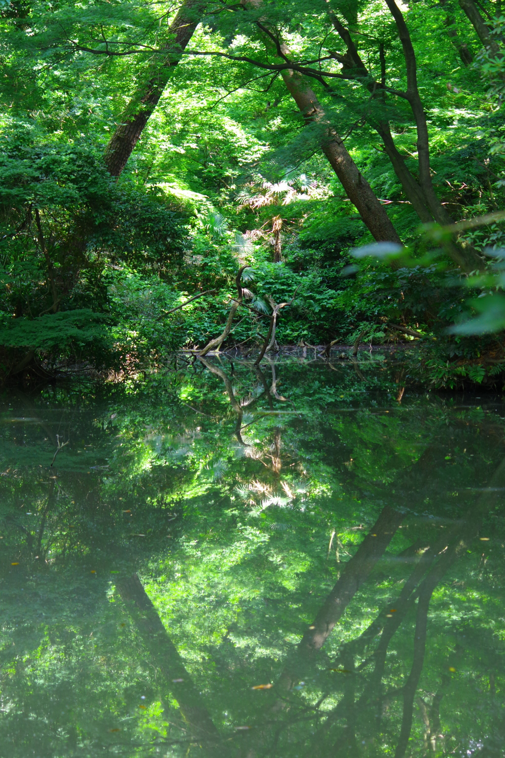 妖精の住む森