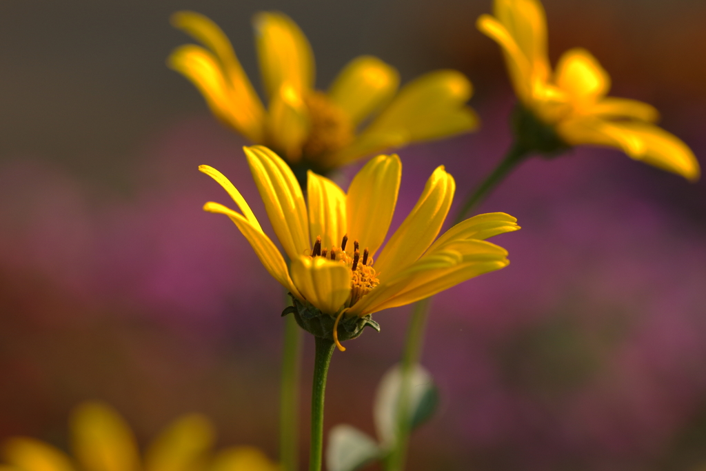 晴れたらいいね!