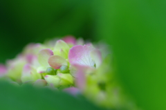 雨に恋する季節