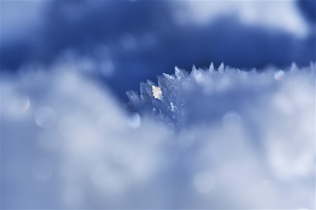 雪の華