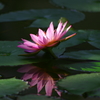 しずくpink　碧空を見上げて