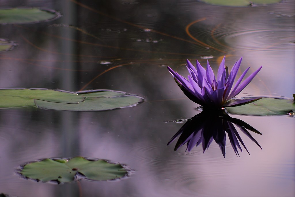 心かさねて♪。.:＊・゜