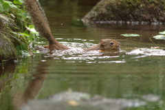 水泳だってお手の物～( ^o^)ノ