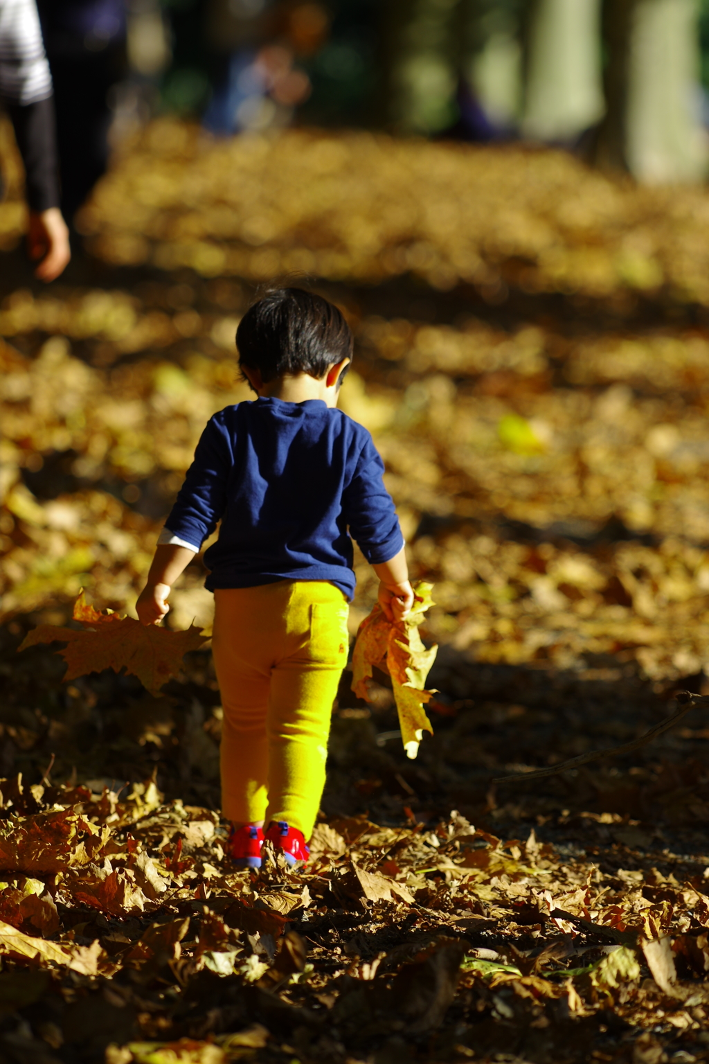 秋の陽の輝き・ちいさい秋み～つけた，゜．：。＋゜