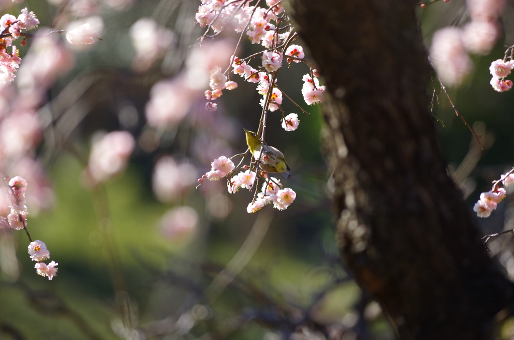 しずくpink　ウメジロ～花に恋する季節です♡