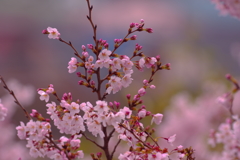 しずくpink　雨だれ