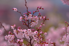 しずくpink　雨だれ