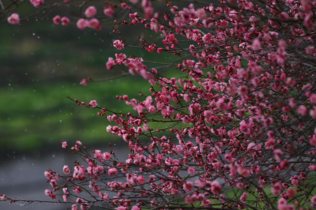 紅雪の華