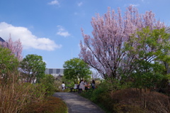 屋上庭園の春