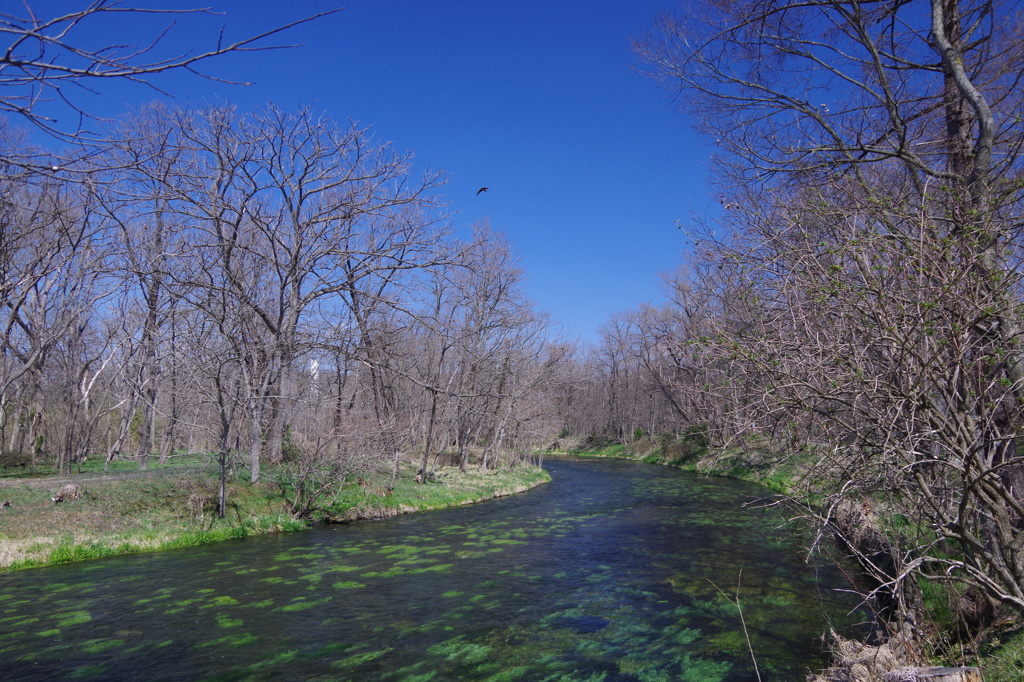 春の安曇野・美しき川は流るる
