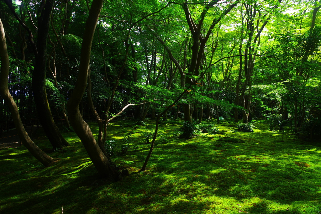 寂光・翆深き初秋の祇王寺