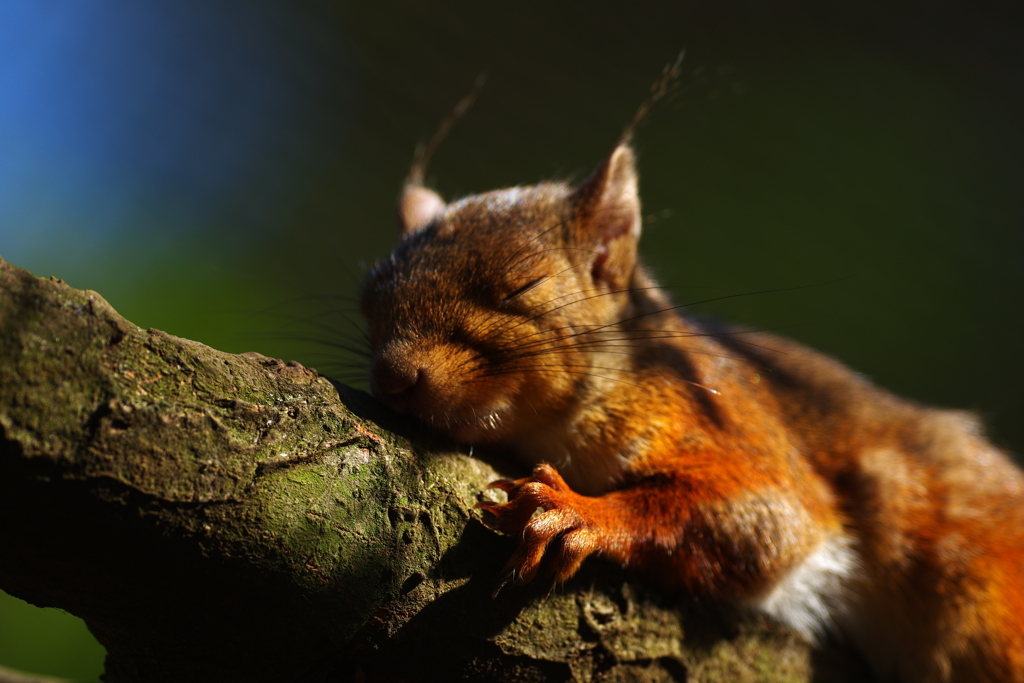 もう少しだけ・・・寝かせてzzz...