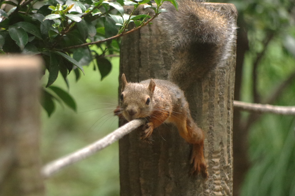 僕の得意な綱渡り～でも・・・ちょっと滑ってどきっσ(^◇^;)