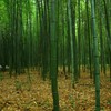 bamboo forest