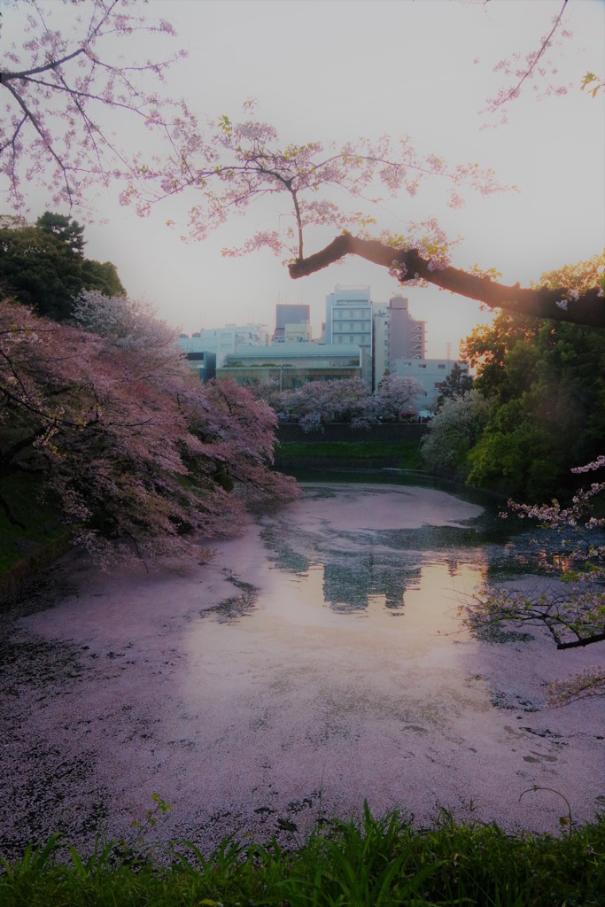 桜色の夢への扉，゜．：。＋゜